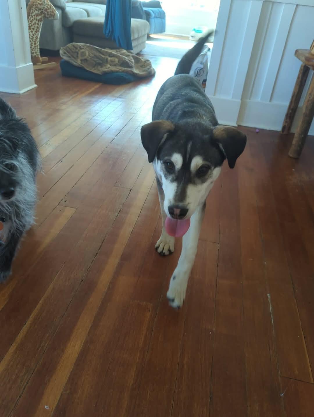 Clyde, Adoptable, Young Male Husky & Dalmatian.
