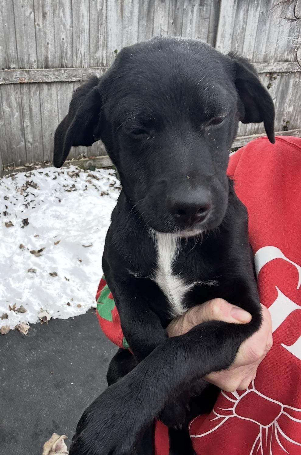 Enlarge Peace, a ADOPTABLE mixed breed in Arlington Heights, IL image 2/4