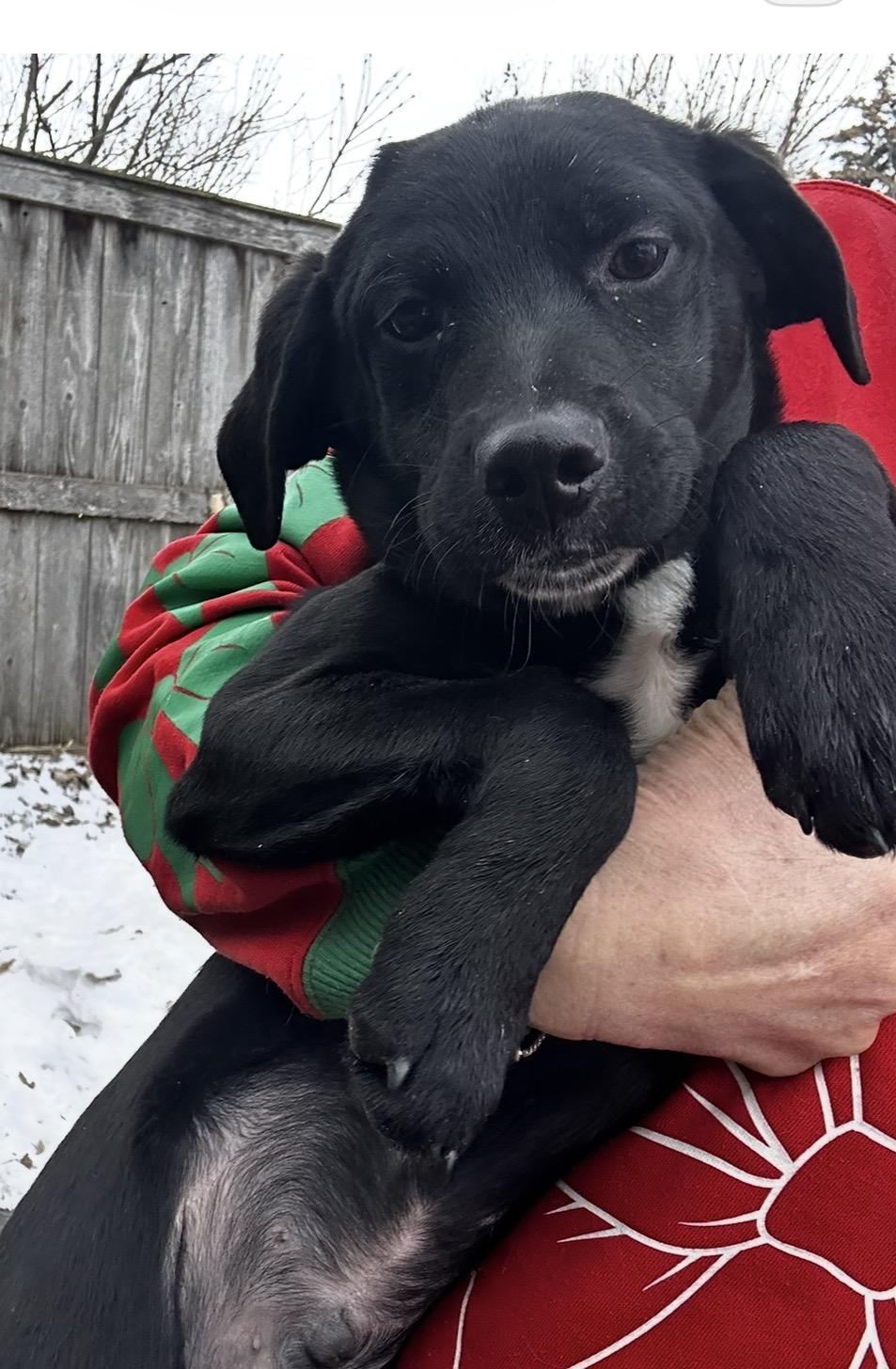 Peace, ADOPTABLE, Puppy Male Labrador Retriever.