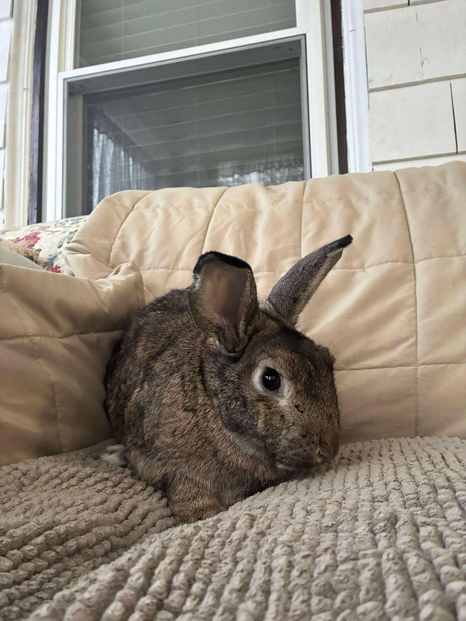 Enlarge Rupert (lighter brown) *bonded with Fawn*, a Adoptable mixed breed in Westbrook, ME image 2/6