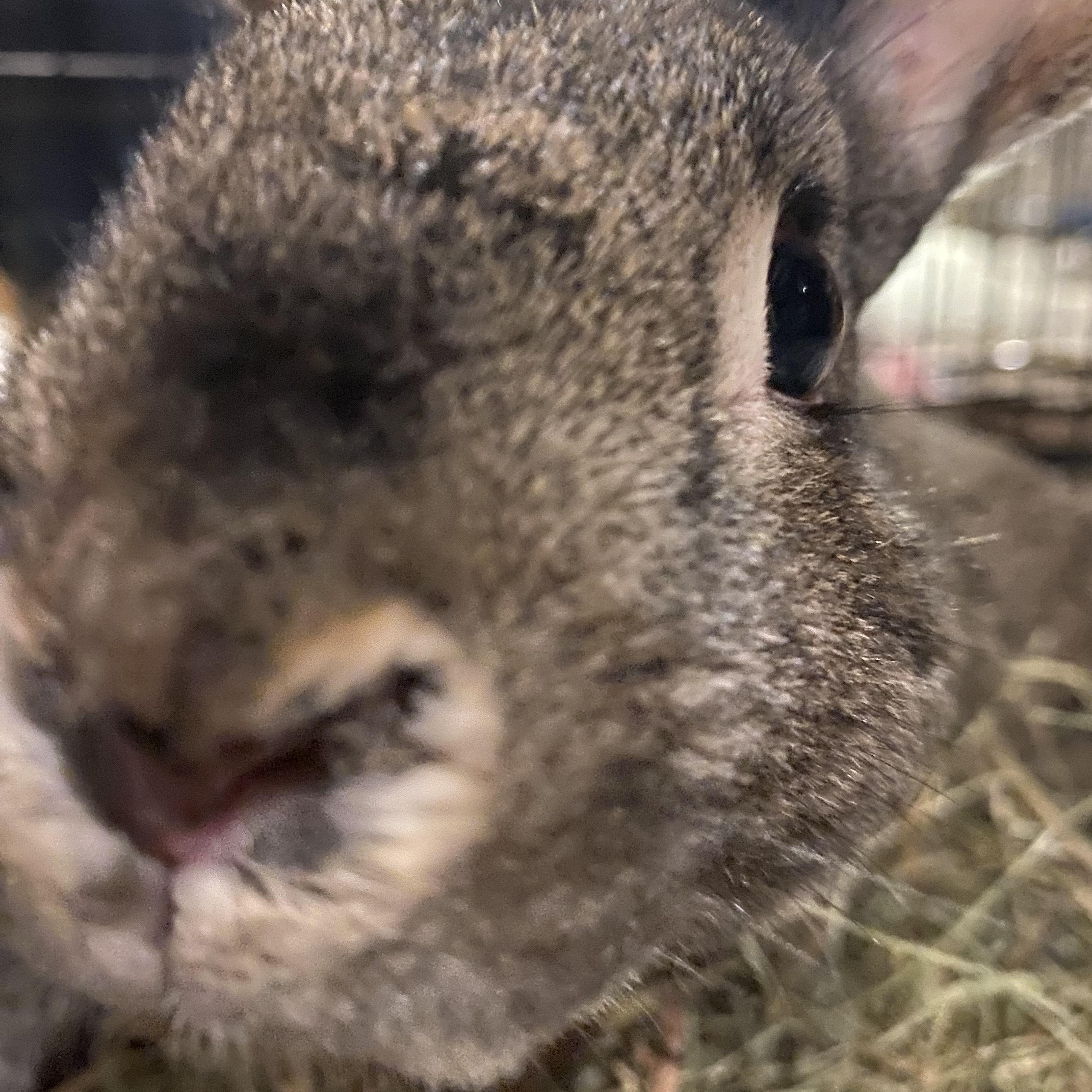 Enlarge Rupert (lighter brown) *bonded with Fawn*, a Adoptable mixed breed in Westbrook, ME image 5/6