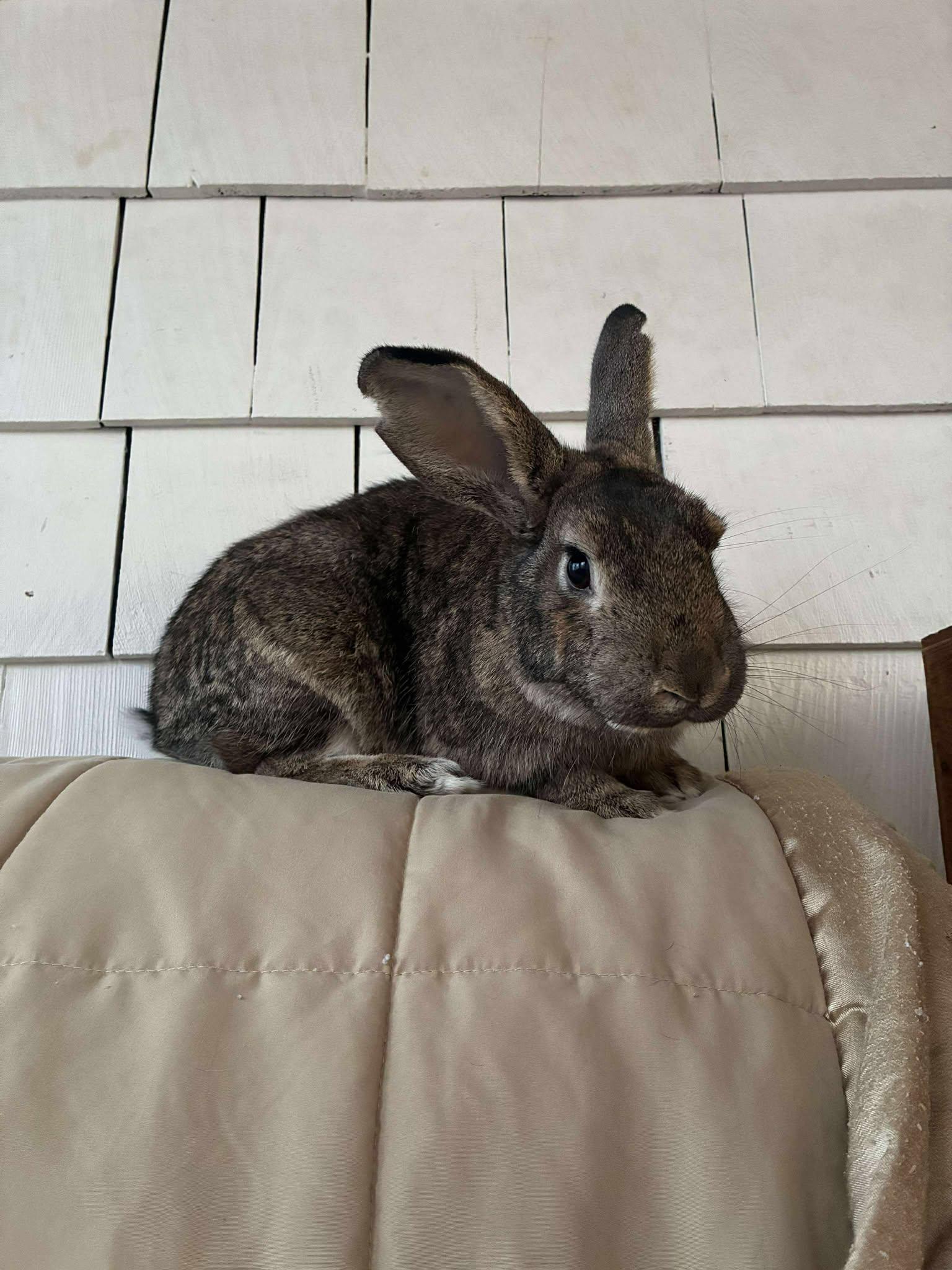 Enlarge Rupert (lighter brown) *bonded with Fawn*, a Adoptable mixed breed in Westbrook, ME image 3/6