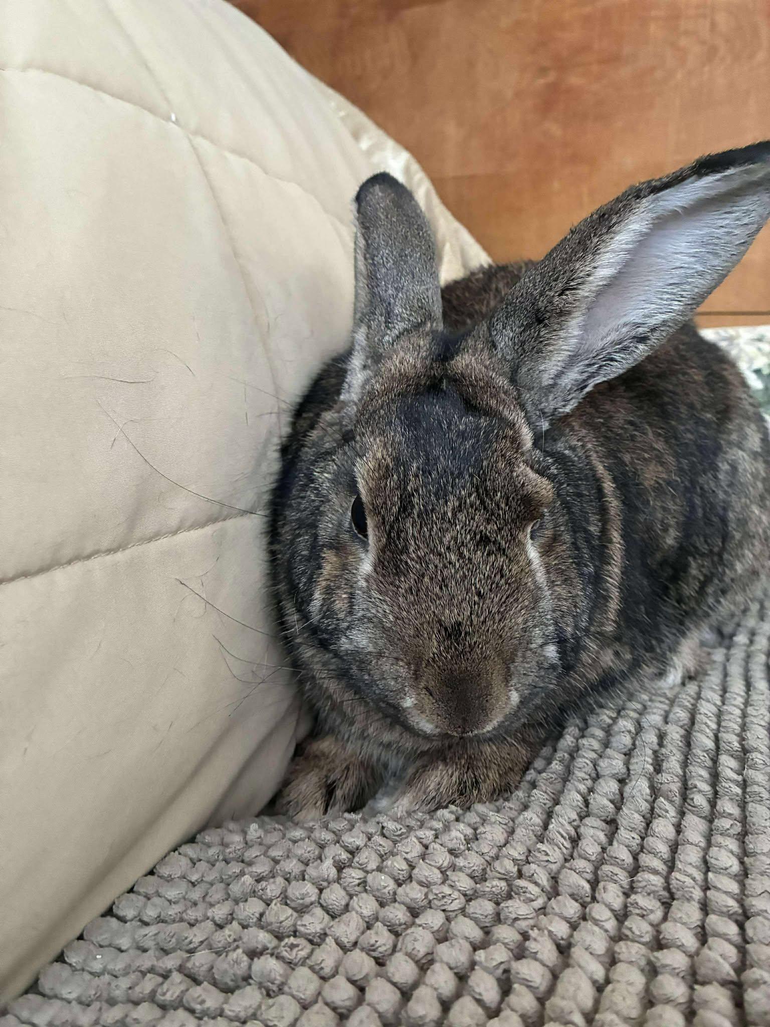 Enlarge Rupert (lighter brown) *bonded with Fawn*, a Adoptable mixed breed in Westbrook, ME image 4/6