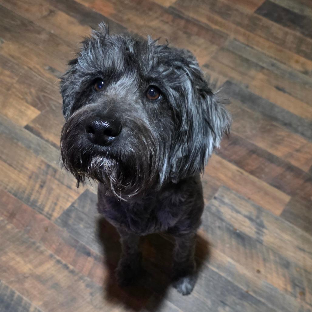 Enlarge Holly Joe, a Adoptable mixed breed in Goltry, OK image 2/6