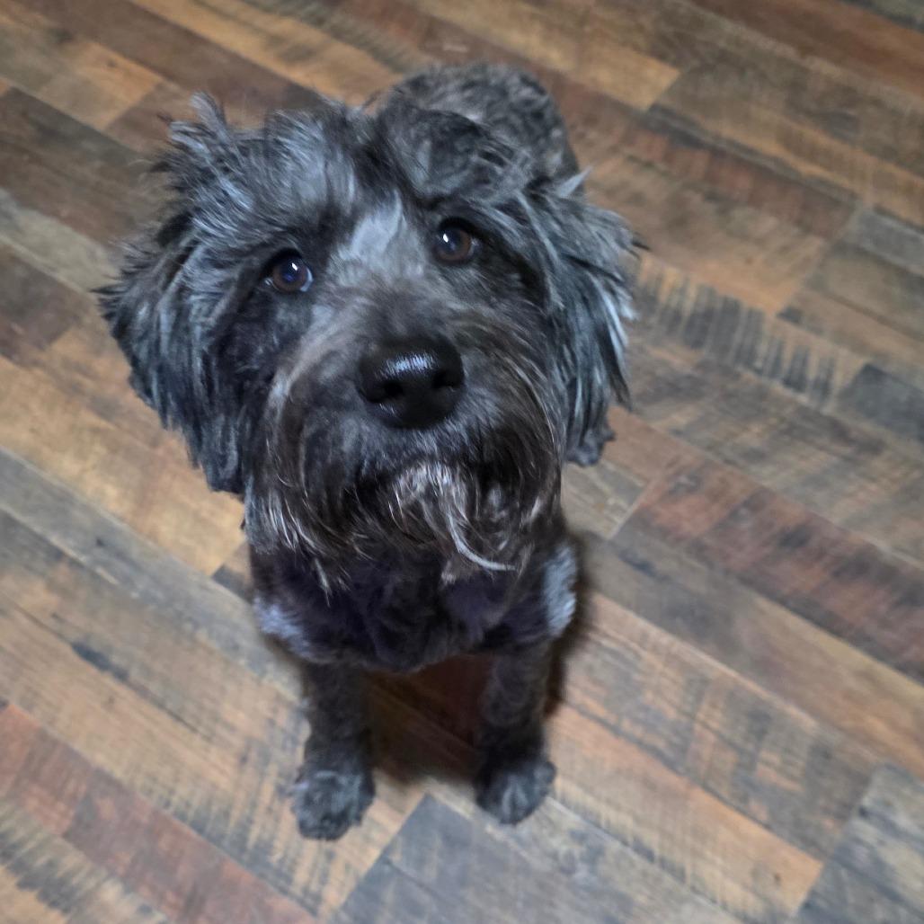 Enlarge Holly Joe, a Adoptable mixed breed in Goltry, OK image 3/6