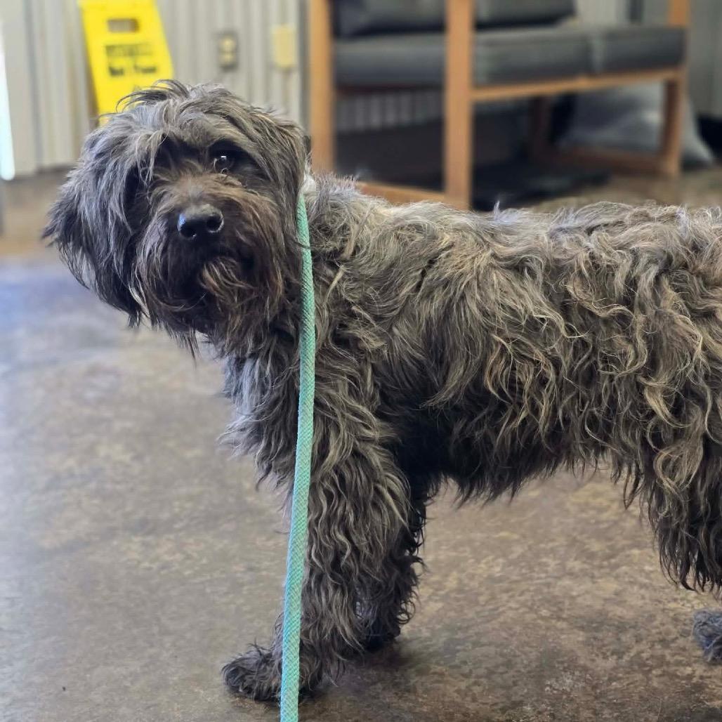 Enlarge Holly Joe, a Adoptable mixed breed in Goltry, OK image 5/6