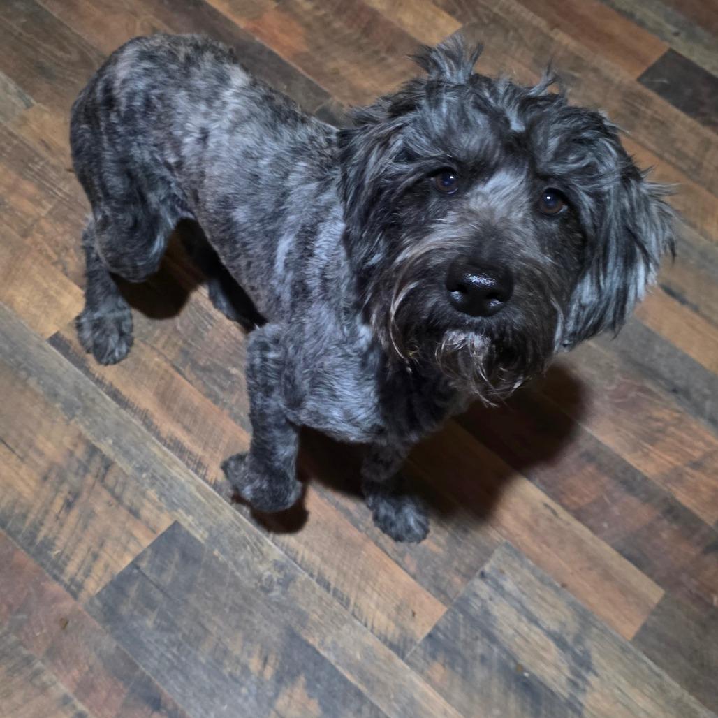 Enlarge Holly Joe, a Adoptable mixed breed in Goltry, OK image 6/6