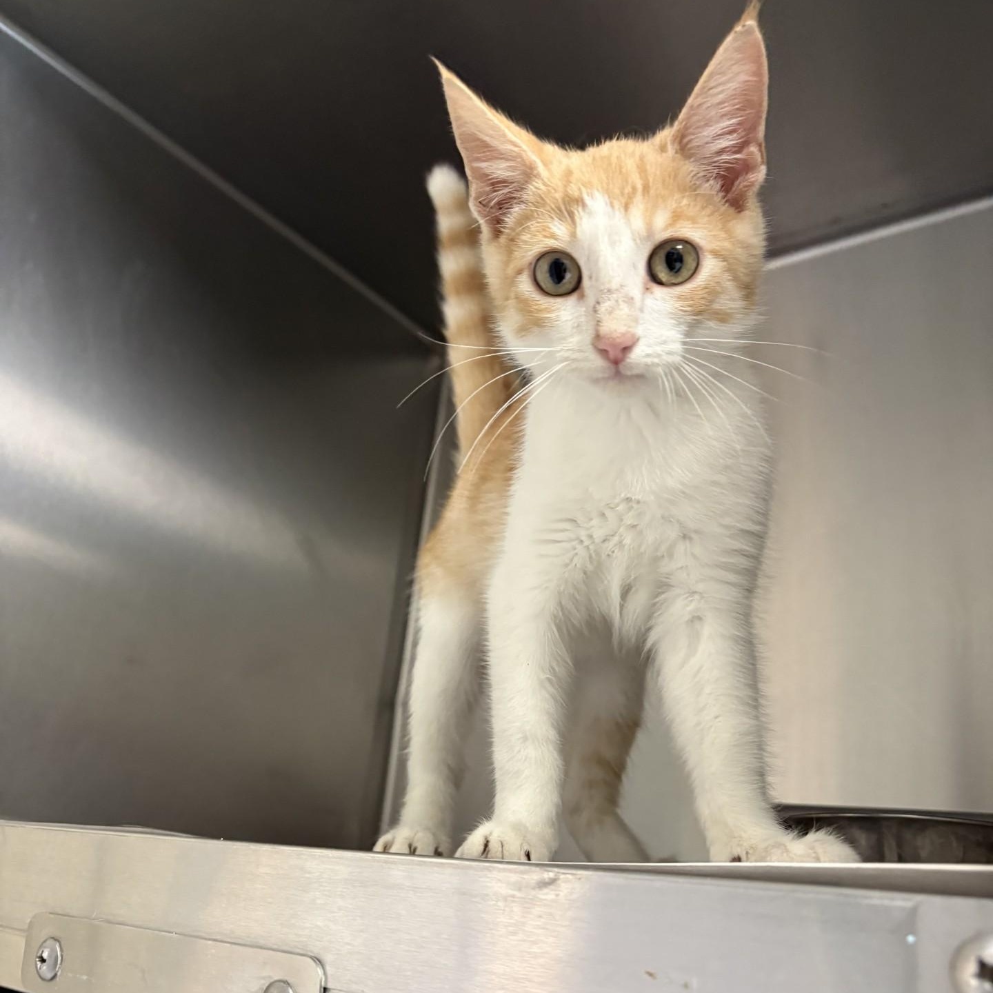 Enlarge Mufasa, a Adoptable Domestic Short Hair in Elberon, VA image 1/1