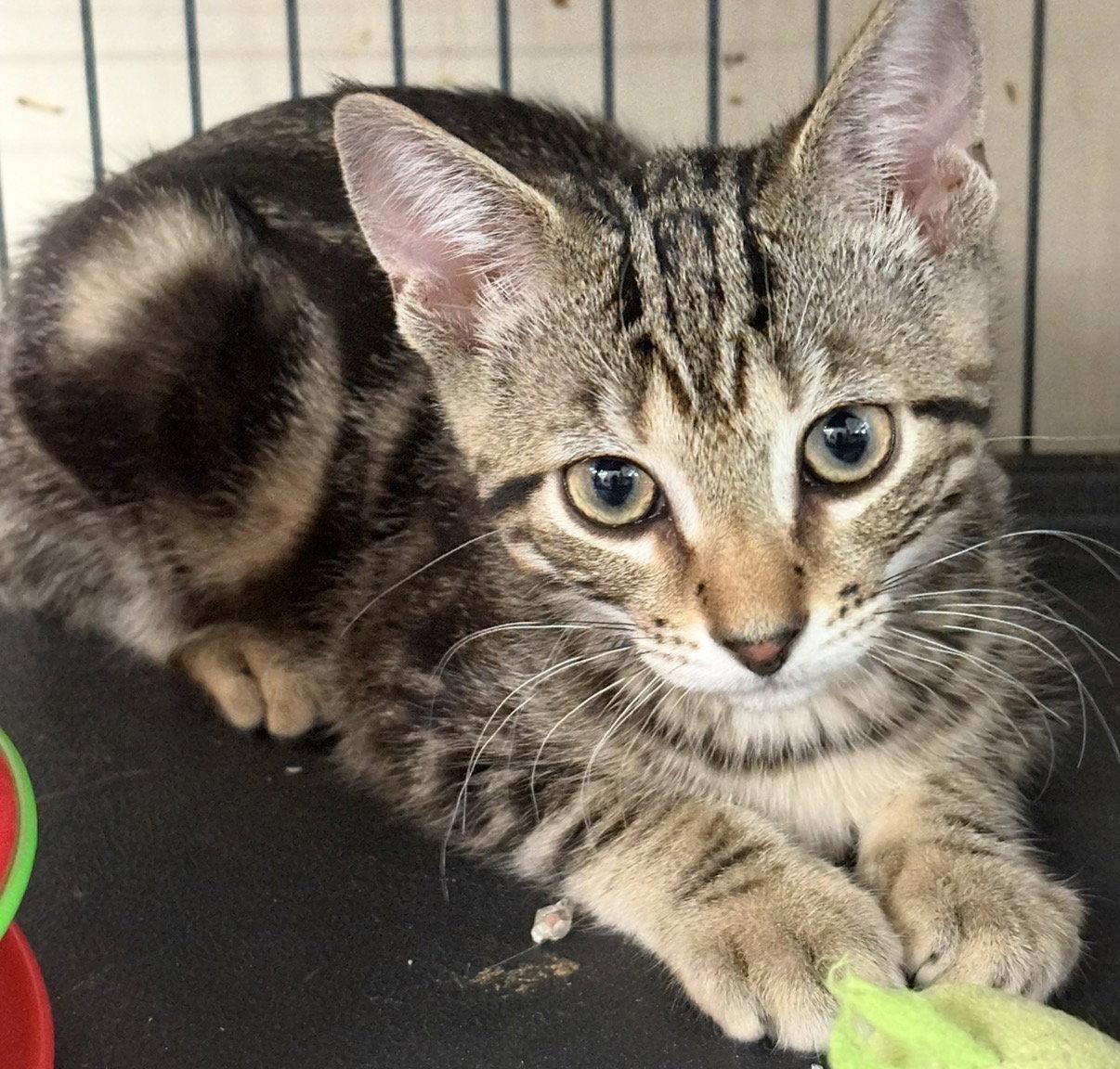 Enlarge ROMULOUS, a Adoptable Tabby in Smithtown, NY image 1/1