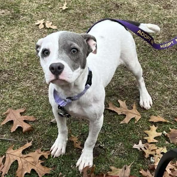 Taylee*, Adoptable, Puppy Female American Bully.
