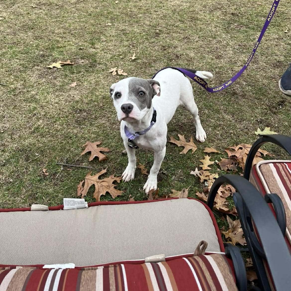 Taylee*, a Adoptable mixed breed in Chepachet, RI image 1/6