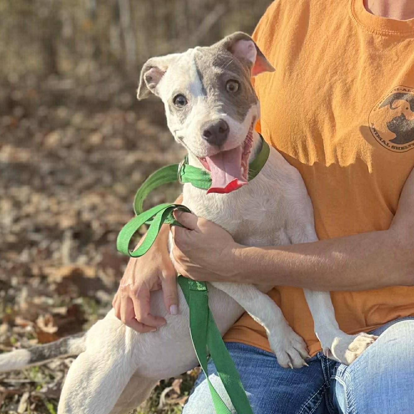 Taylee*, a Adoptable mixed breed in Chepachet, RI image 2/6