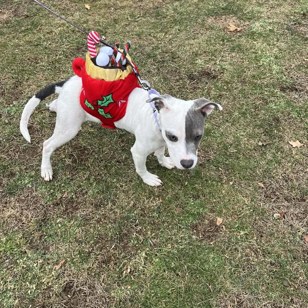 Taylee*, a Adoptable mixed breed in Chepachet, RI image 3/6