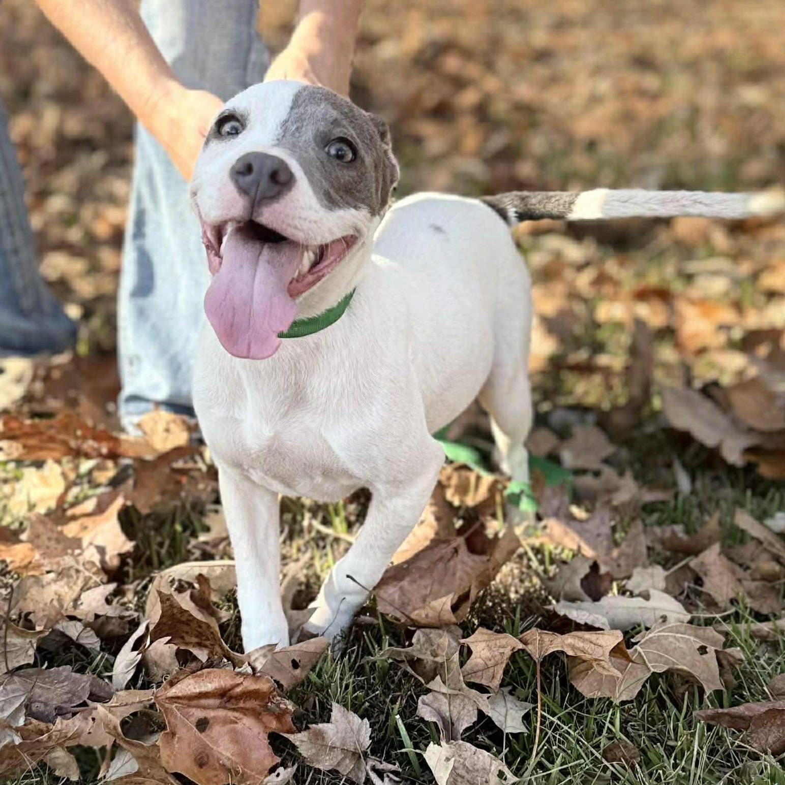 Taylee*, a Adoptable mixed breed in Chepachet, RI image 4/6