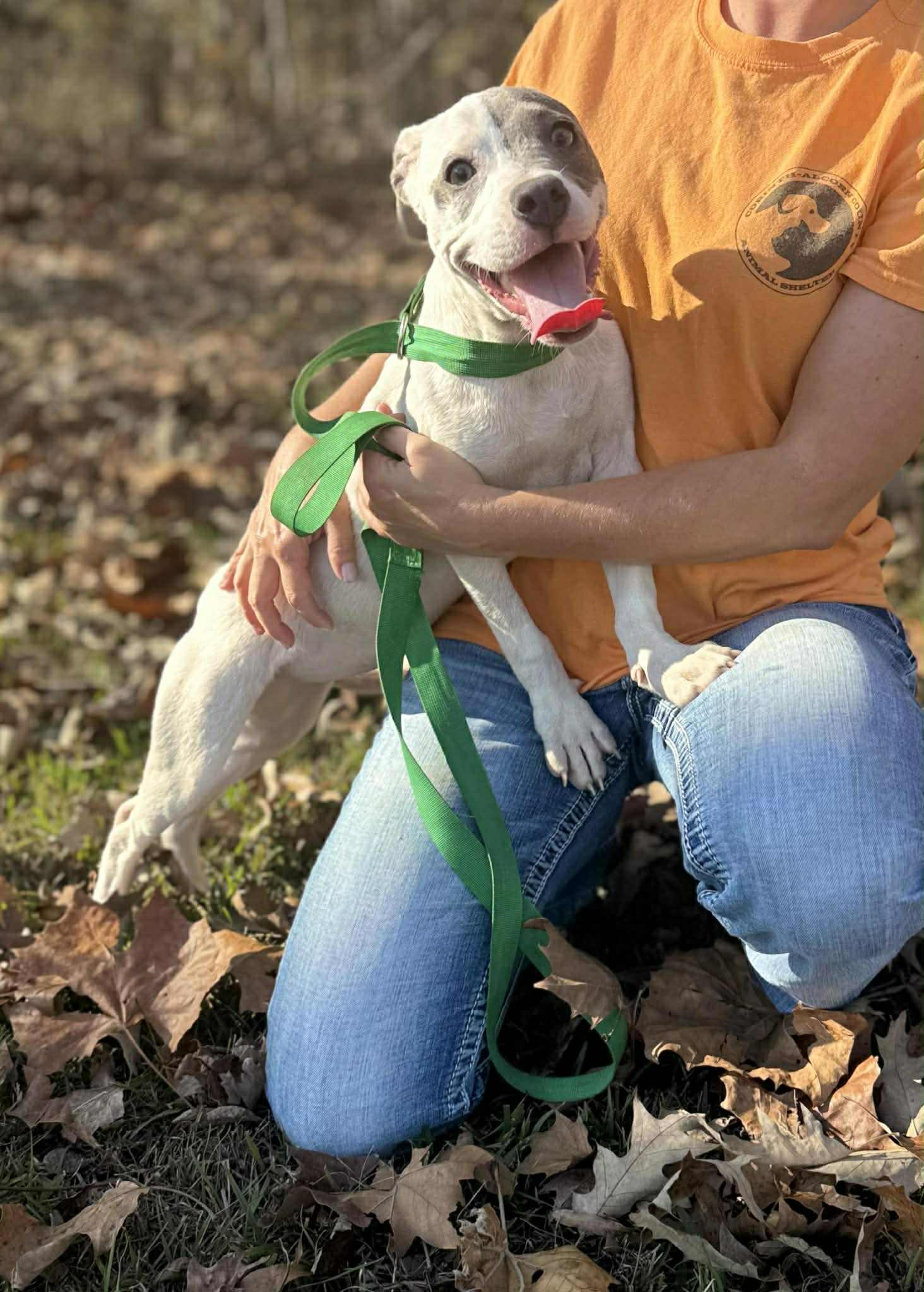 Taylee*, a Adoptable mixed breed in Chepachet, RI image 5/6