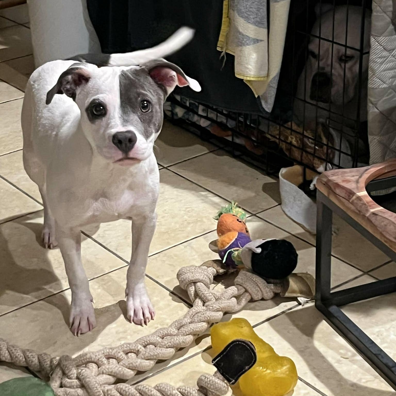 Taylee*, a Adoptable mixed breed in Chepachet, RI image 6/6