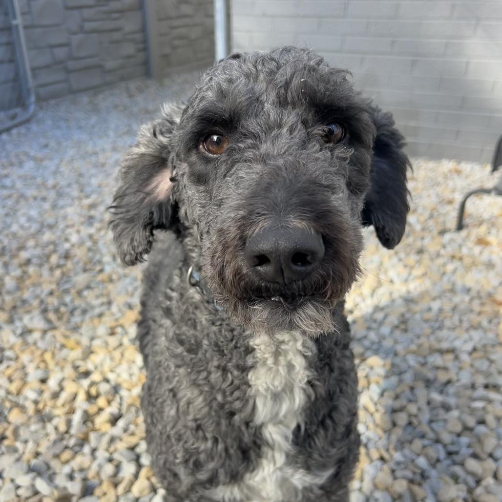 Enlarge Lester, a Adoptable mixed breed in St. Louis, MO image 3/6