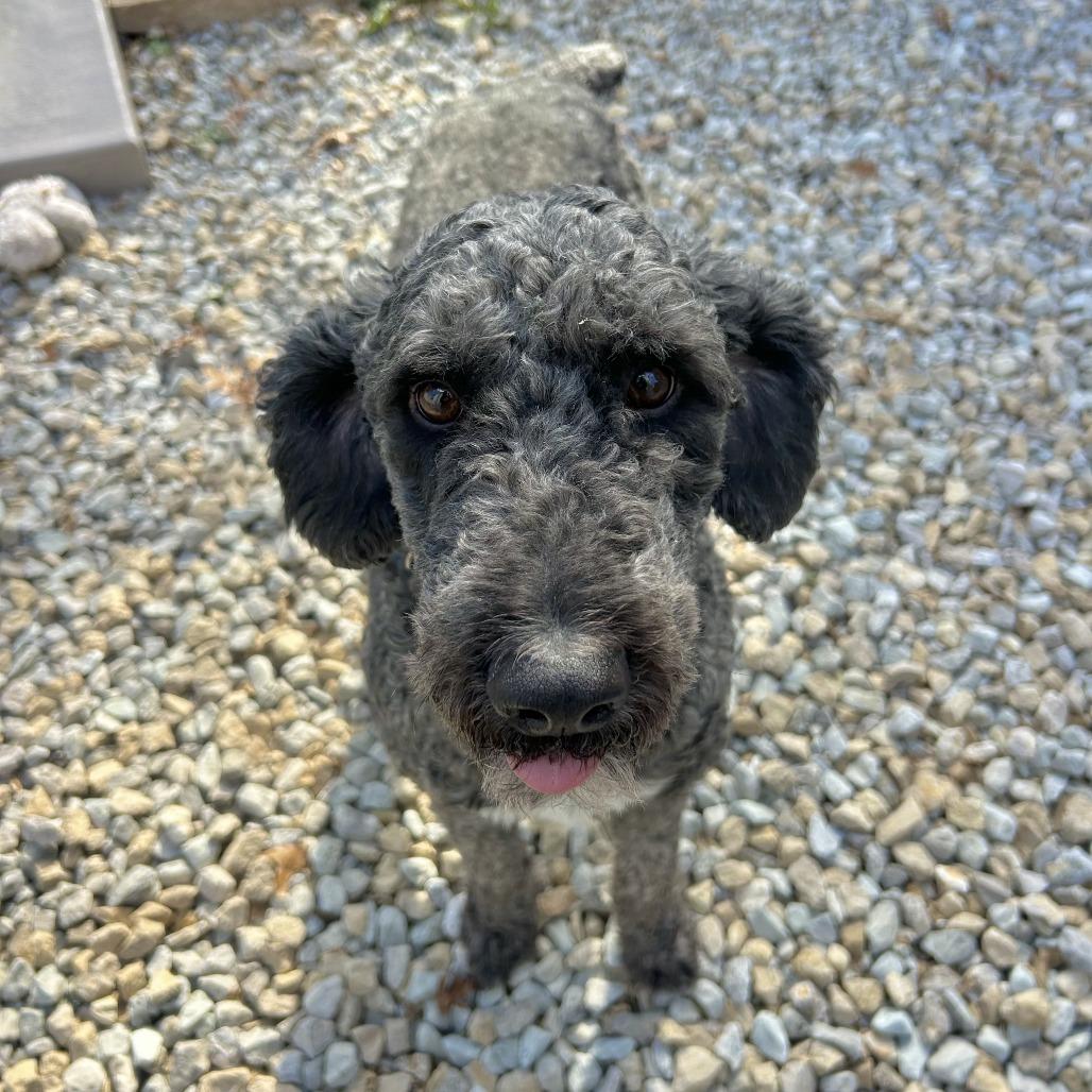 Enlarge Lester, a Adoptable mixed breed in St. Louis, MO image 4/6
