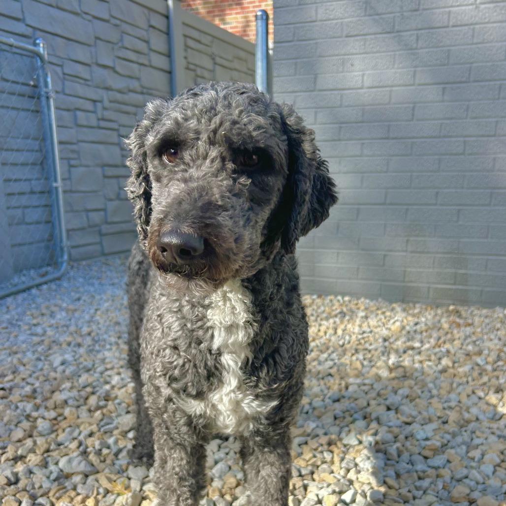 Enlarge Lester, a Adoptable mixed breed in St. Louis, MO image 6/6