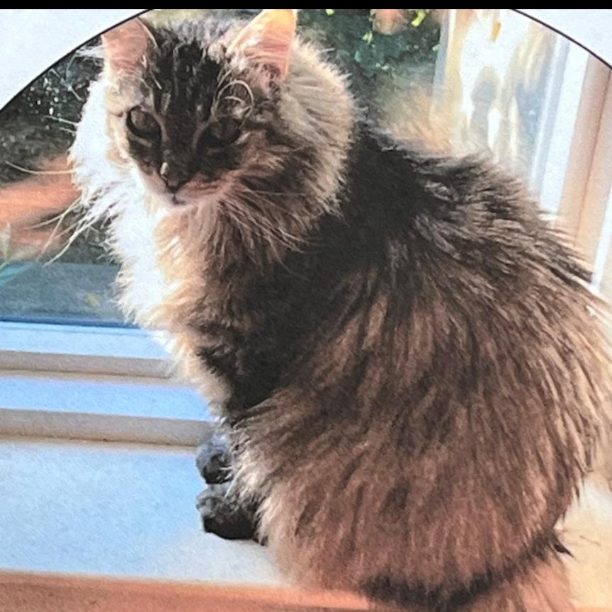 Tigerlily, Adoptable, Adult Female Domestic Long Hair.