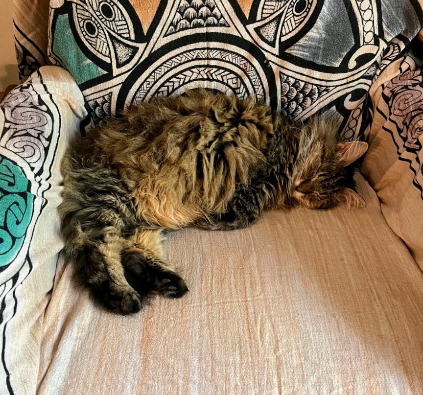 Enlarge Tigerlily, a Adoptable mixed breed in Blacksburg, VA image 2/3