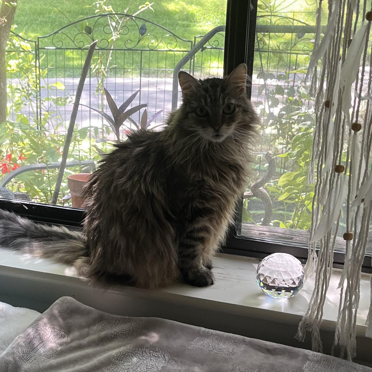 Enlarge Tigerlily, a Adoptable mixed breed in Blacksburg, VA image 3/3