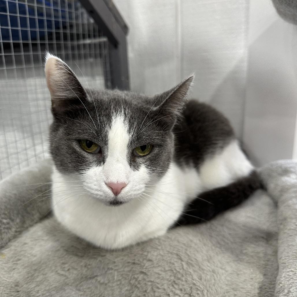 Snowbell "Bells", Adoptable, Adult Female Russian Blue & Domestic Short Hair.