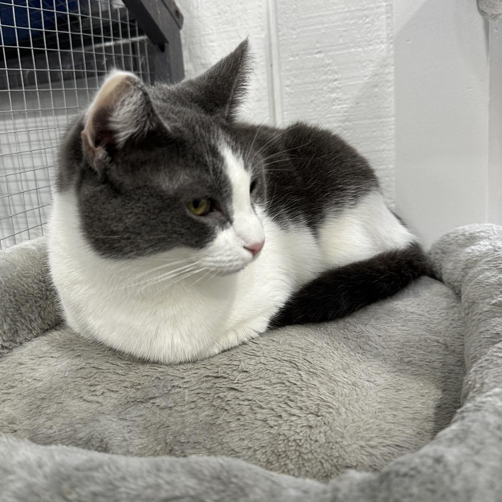 Enlarge Snowbell "Bells", a Adoptable mixed breed in Nokesville, VA image 2/3