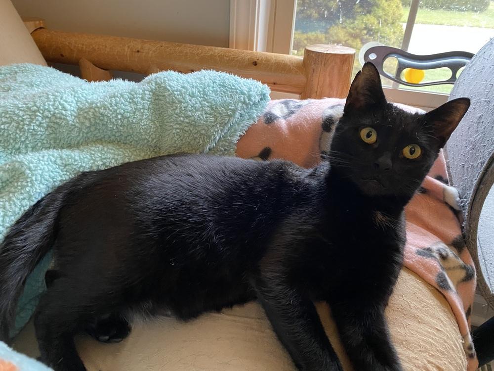 Queen Latifah, a Adoptable mixed breed in Mishawaka, IN image 1/6