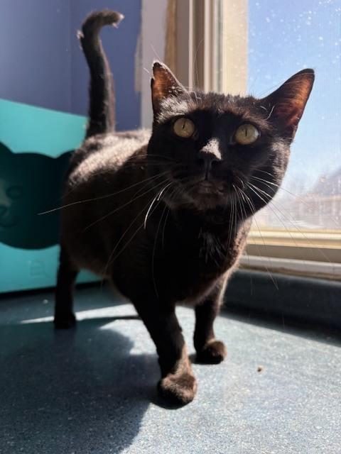 Queen Latifah, a Adoptable mixed breed in Mishawaka, IN image 2/6