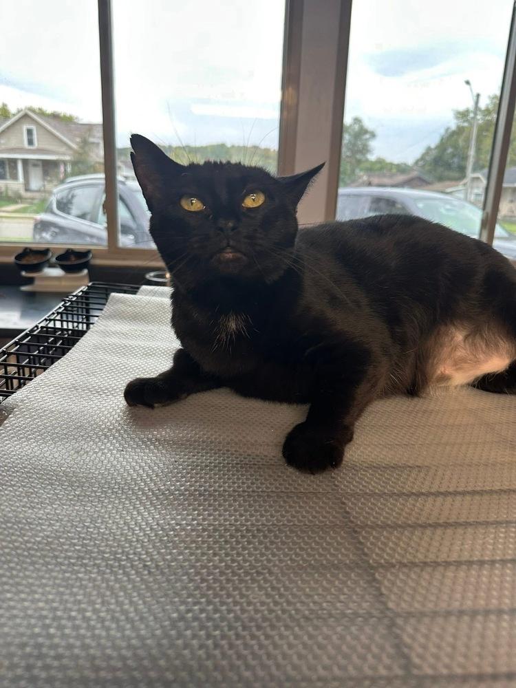 Queen Latifah, a Adoptable mixed breed in Mishawaka, IN image 4/6