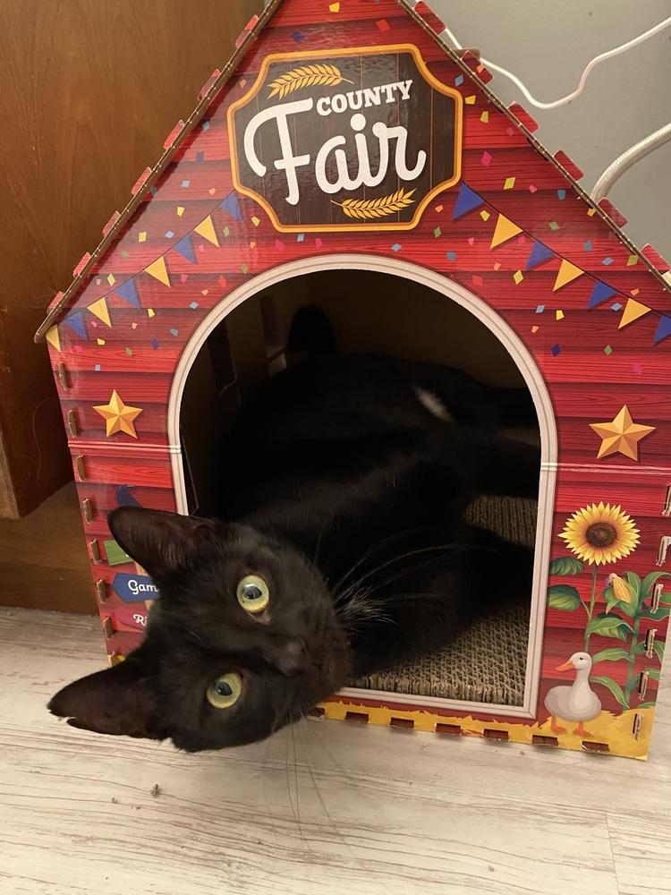 Queen Latifah, a Adoptable mixed breed in Mishawaka, IN image 5/6