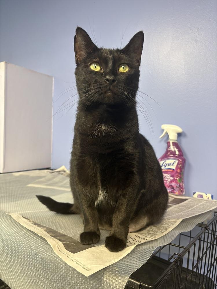 Queen Latifah, Adoptable, Adult Female Domestic Short Hair.