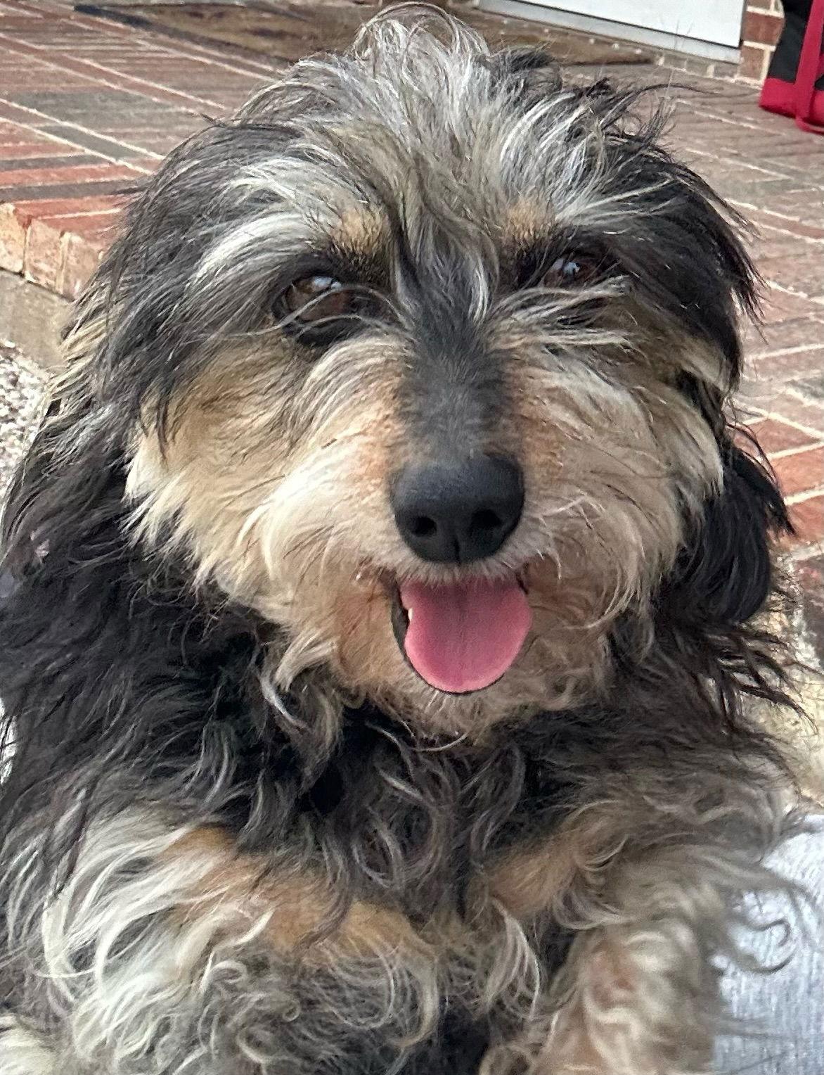 Enlarge Juliette, a Adoptable Dachshund in Austin, TX image 1/1