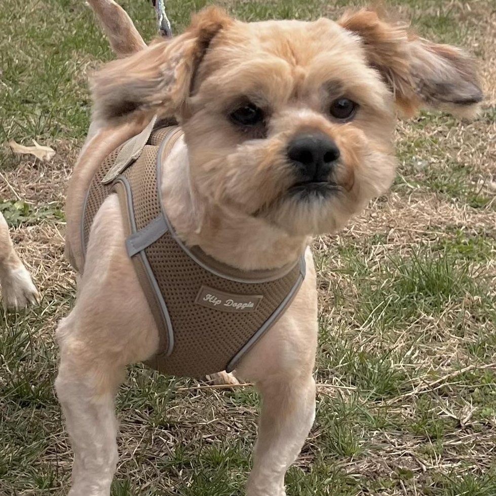 Max , an adopted mixed breed in Egg Harbor City, NJ image 3/4