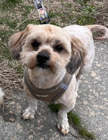 Max , an adopted mixed breed in Egg Harbor City, NJ image 2/4