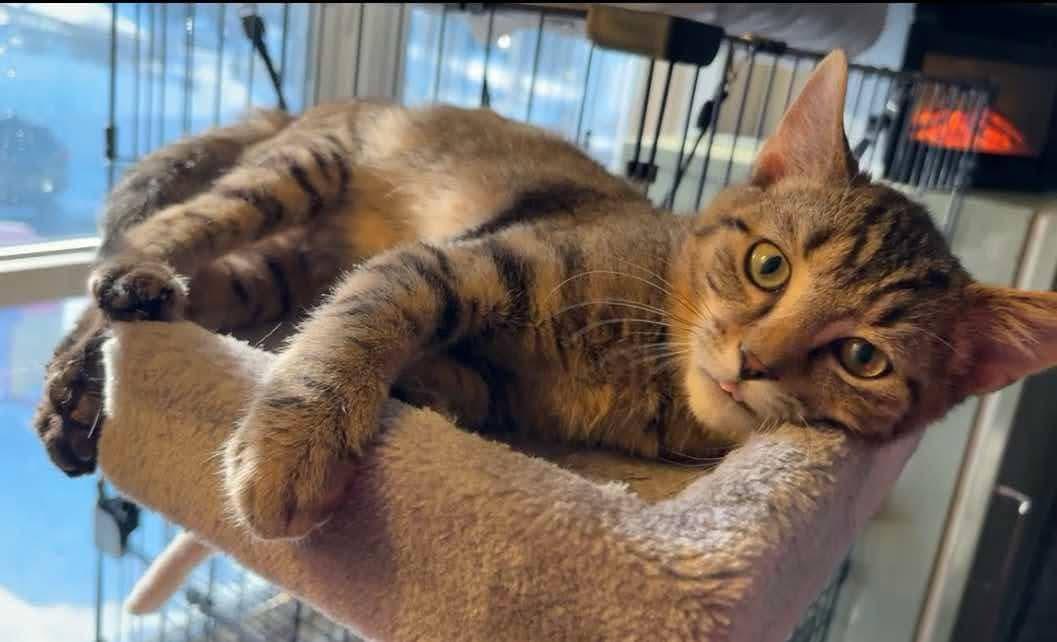 Enlarge Clause, a Adopted mixed breed in Irwin, PA image 2/2