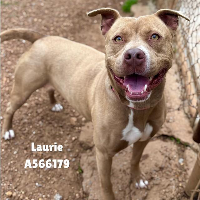 LAURIE, Adoptable, Young Female Pit Bull Terrier.