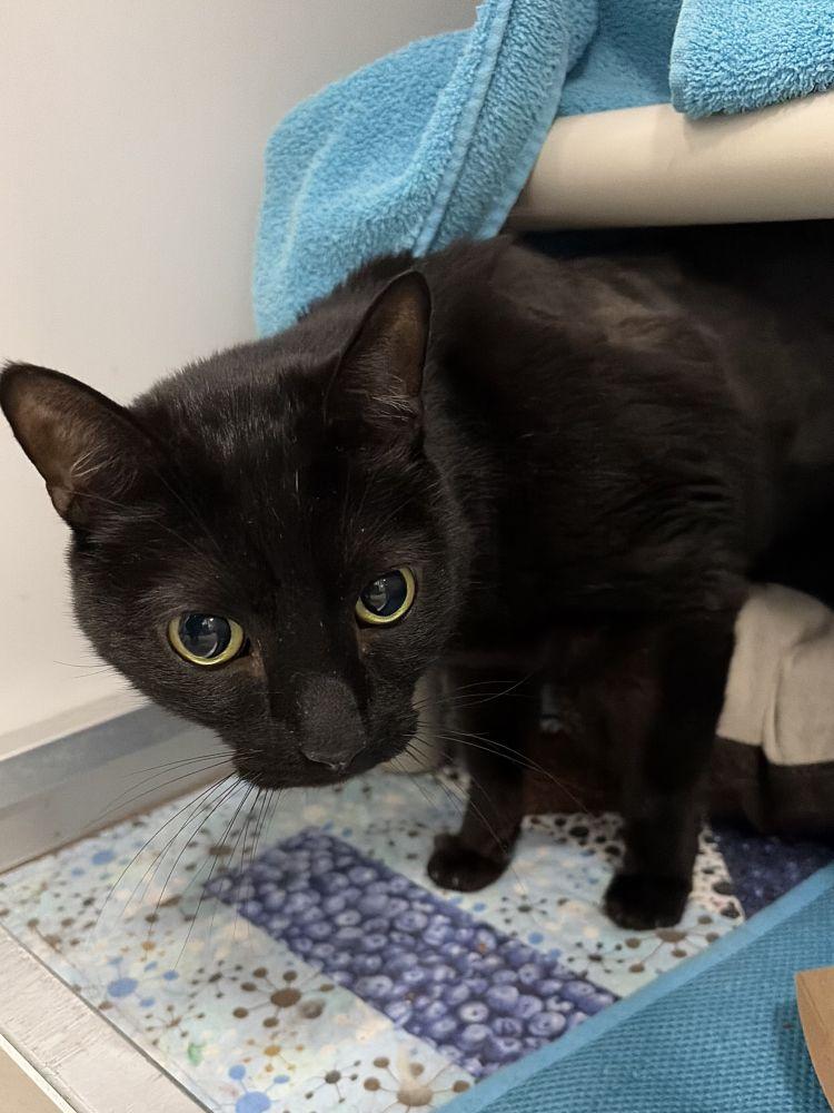 Asher, Adoptable, Adult Male Domestic Short Hair.