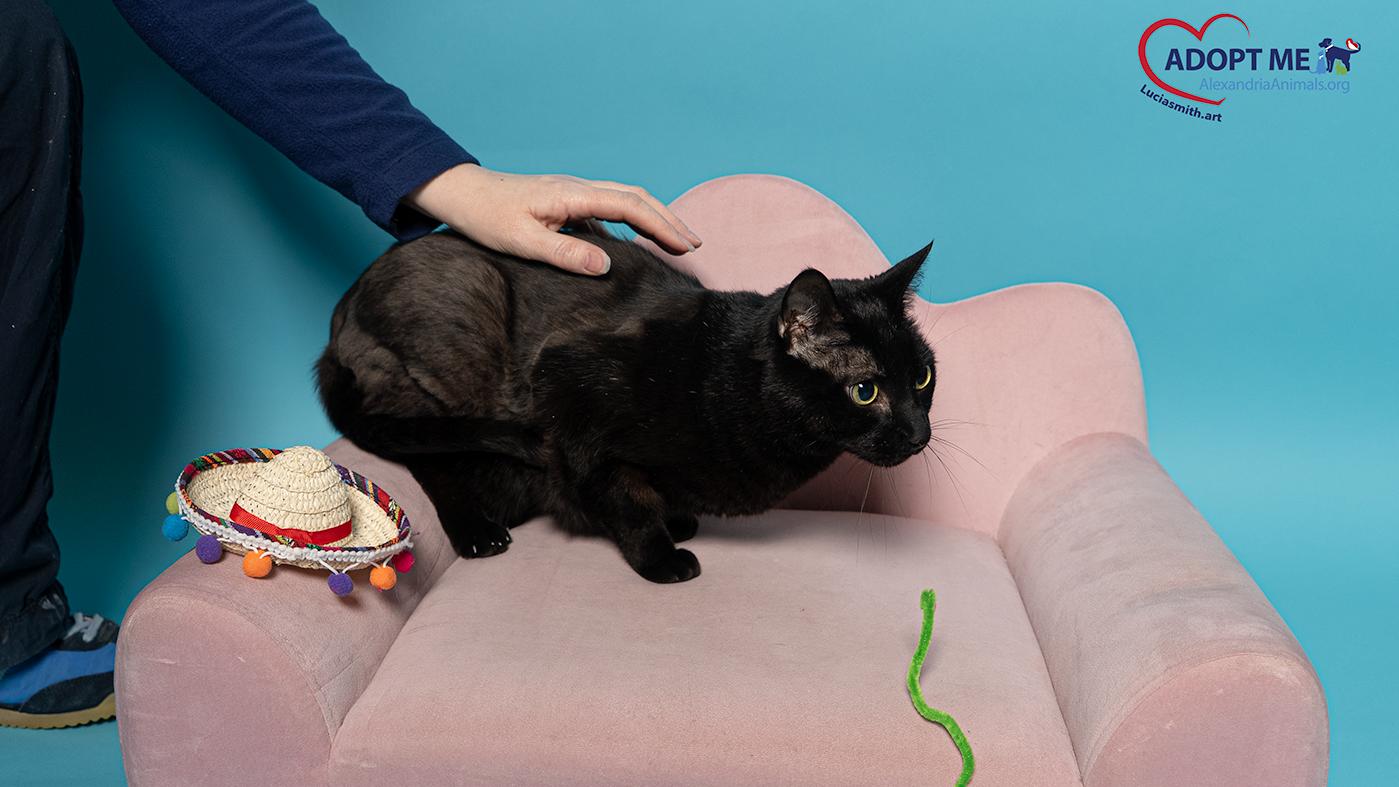 Enlarge Asher, a Adoptable Domestic Short Hair in Alexandria, VA image 2/2