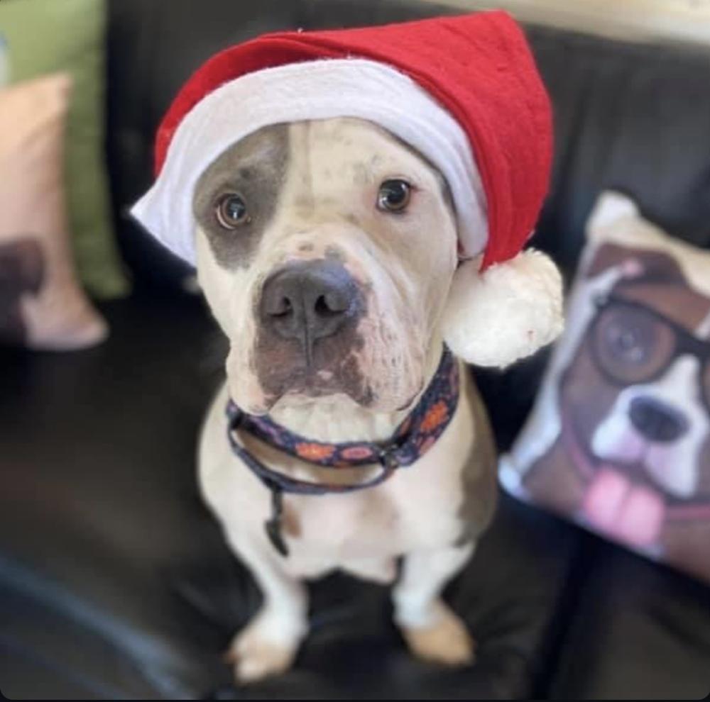 Sassy, Adoptable, Young Female American Staffordshire Terrier & Pit Bull Terrier.