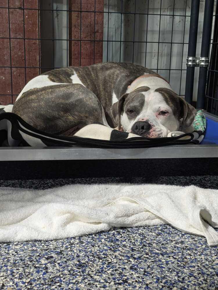 Enlarge Sassy, a Adoptable mixed breed in Lakeland, FL image 2/6