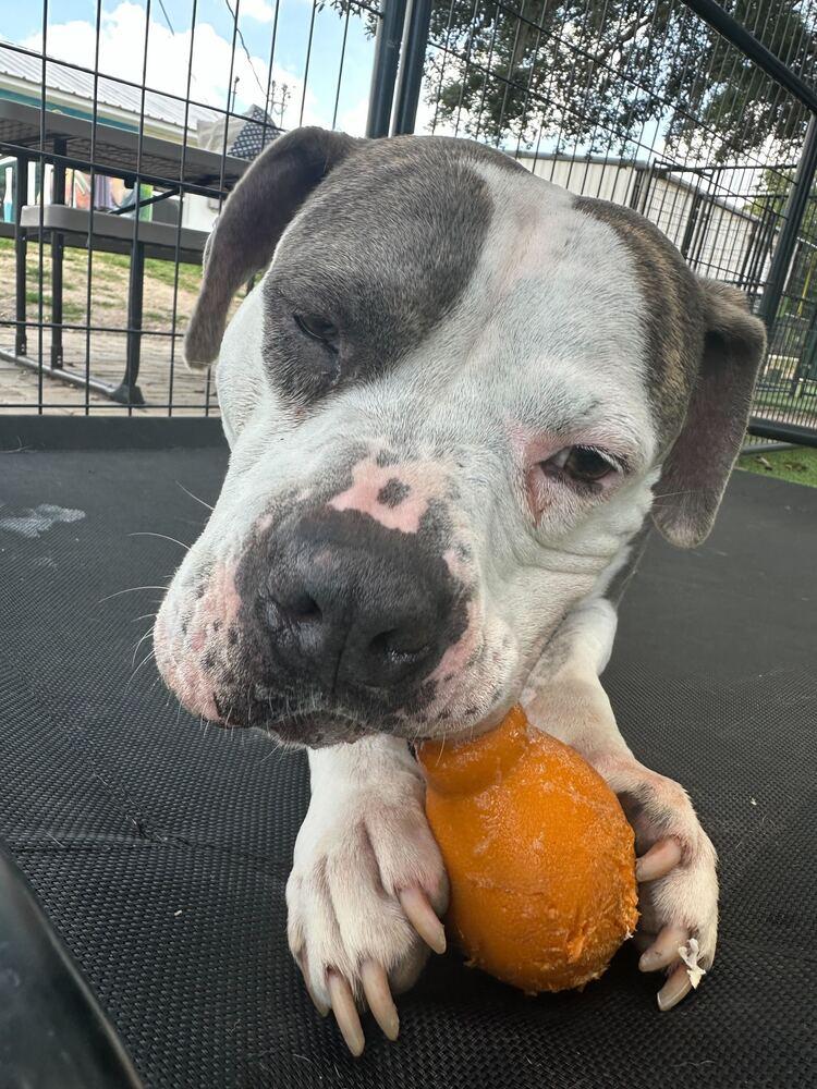 Enlarge Sassy, a Adoptable mixed breed in Lakeland, FL image 3/6