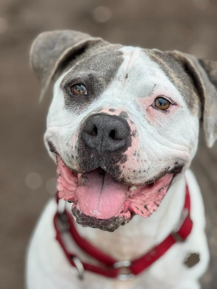Sassy, Adoptable, Senior Female American Staffordshire Terrier & Pit Bull Terrier.