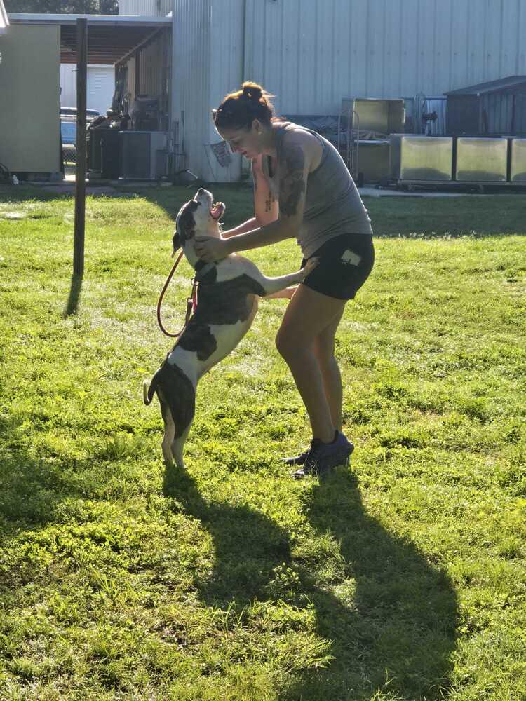 Enlarge Sassy, a Adoptable mixed breed in Lakeland, FL image 2/6