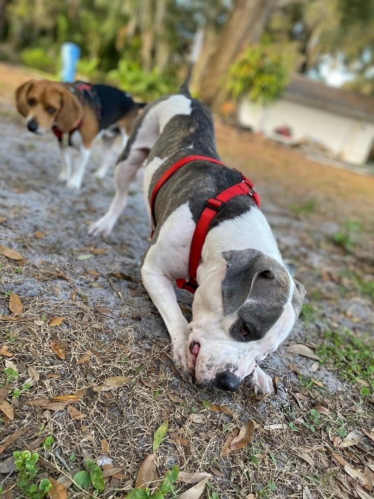 Sassy, Adoptable, Senior Female American Staffordshire Terrier & Pit Bull Terrier.