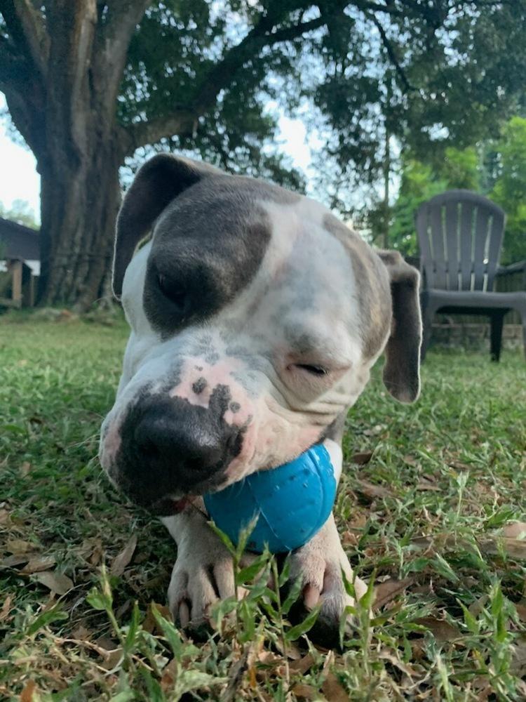 Sassy, a Adoptable mixed breed in Lakeland, FL image 5/6