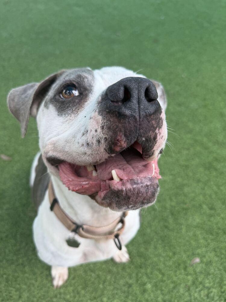 Enlarge Sassy, a Adoptable mixed breed in Lakeland, FL image 5/6
