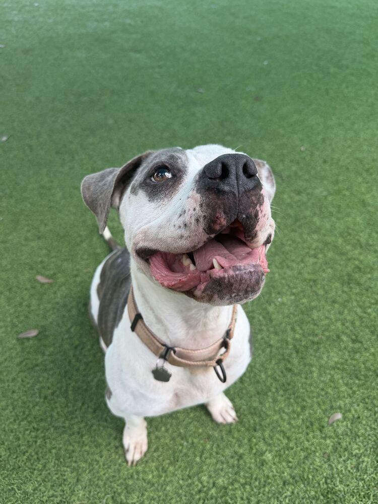 Enlarge Sassy, a Adoptable mixed breed in Lakeland, FL image 6/6