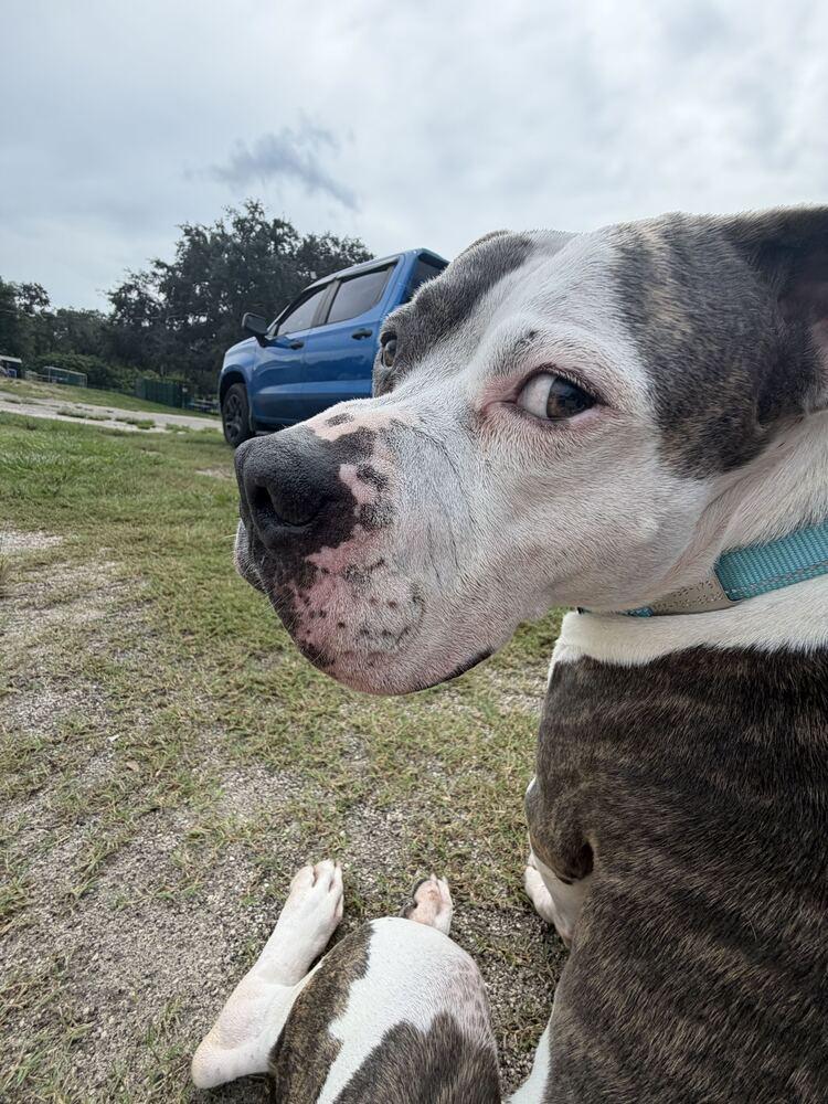 Enlarge Sassy, a Adoptable mixed breed in Lakeland, FL image 5/6